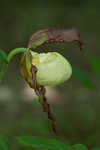 Kentuckey lady's slipper